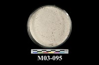 藏品(石英砂)的圖片